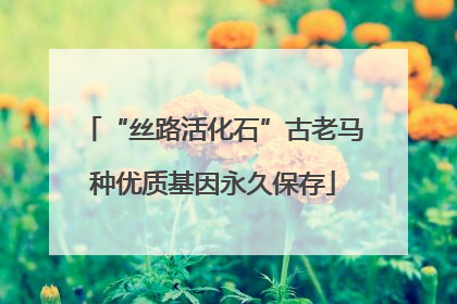 “丝路活化石”古老马种优质基因永久保存