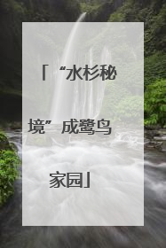 “水杉秘境”成鹭鸟家园