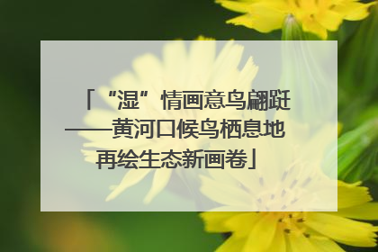 “湿”情画意鸟翩跹——黄河口候鸟栖息地再绘生态新画卷