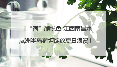 “荷”颜悦色 江西南昌水岚洲半岛荷塘绽放夏日浪漫
