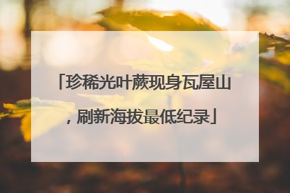 珍稀光叶蕨现身瓦屋山，刷新海拔最低纪录