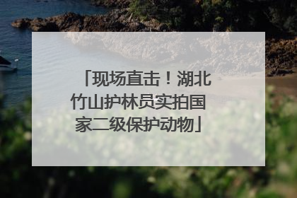 现场直击！湖北竹山护林员实拍国家二级保护动物
