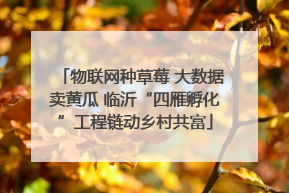 物联网种草莓 大数据卖黄瓜 临沂“四雁孵化”工程链动乡村共富