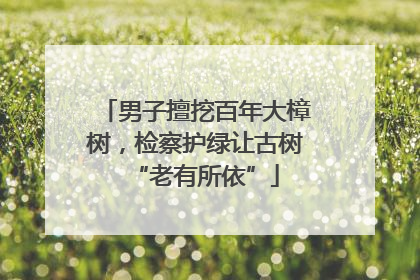 男子擅挖百年大樟树，检察护绿让古树“老有所依”