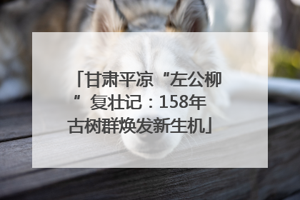 甘肃平凉“左公柳”复壮记：158年古树群焕发新生机