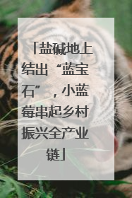 盐碱地上结出“蓝宝石”，小蓝莓串起乡村振兴全产业链