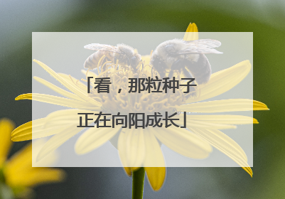 看，那粒种子正在向阳成长