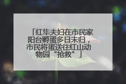 红隼夫妇在市民家阳台孵蛋多日未归，市民将蛋送往红山动物园“抢救”