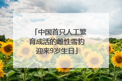 中国首只人工繁育成活的雌性雪豹迎来9岁生日