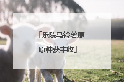 乐陵马铃薯原原种获丰收