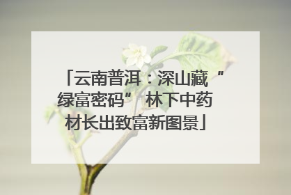 云南普洱：深山藏“绿富密码” 林下中药材长出致富新图景