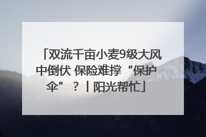双流千亩小麦9级大风中倒伏 保险难撑“保护伞”？丨阳光帮忙