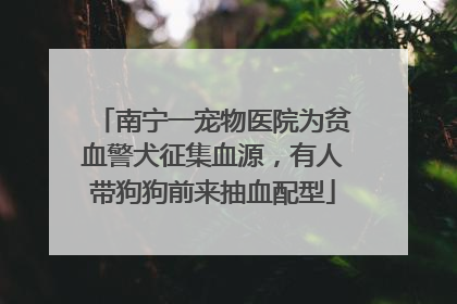 南宁一宠物医院为贫血警犬征集血源，有人带狗狗前来抽血配型