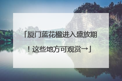 厦门蓝花楹进入盛放期！这些地方可观赏→
