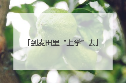 到麦田里“上学”去