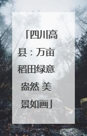 四川高县：万亩稻田绿意盎然 美景如画