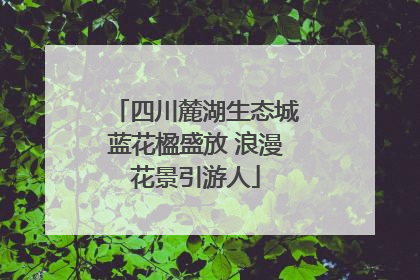 四川麓湖生态城蓝花楹盛放 浪漫花景引游人