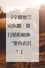 宁夏贺兰山东麓：夏日骄阳催熟“紫色名片”
