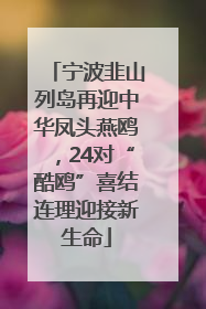 宁波韭山列岛再迎中华凤头燕鸥，24对“酷鸥”喜结连理迎接新生命