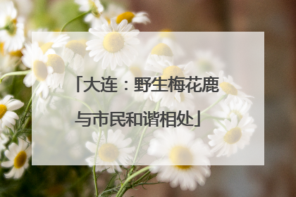 大连：野生梅花鹿与市民和谐相处
