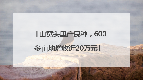 山窝头里产良种，600多亩地增收近20万元