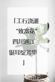 工行浇灌“致富花” 四川通江银耳绽芳华