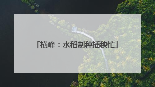 横峰：水稻制种插秧忙