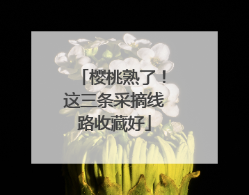 樱桃熟了！这三条采摘线路收藏好