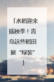水稻迎来插秧季！青岛这些稻田披“绿装”