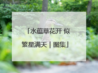 水蕴草花开 似繁星满天｜图集