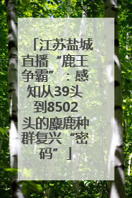 江苏盐城直播“鹿王争霸”：感知从39头到8502头的麋鹿种群复兴“密码”