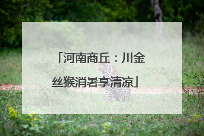 河南商丘：川金丝猴消暑享清凉