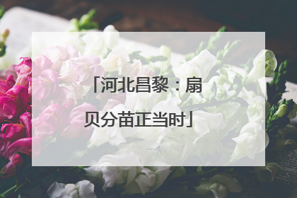 河北昌黎：扇贝分苗正当时
