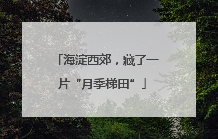 海淀西郊，藏了一片“月季梯田”