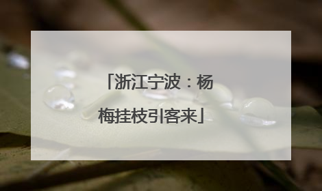 浙江宁波：杨梅挂枝引客来