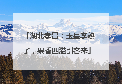 湖北孝昌：玉皇李熟了，果香四溢引客来