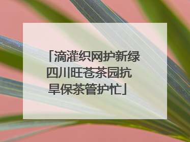 滴灌织网护新绿 四川旺苍茶园抗旱保茶管护忙