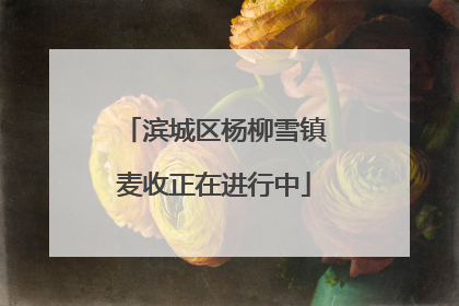 滨城区杨柳雪镇麦收正在进行中