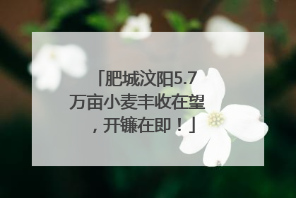 肥城汶阳5.7万亩小麦丰收在望，开镰在即！