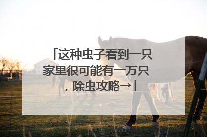 这种虫子看到一只家里很可能有一万只，除虫攻略→