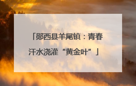 郧西县羊尾镇：青春汗水浇灌“黄金叶”