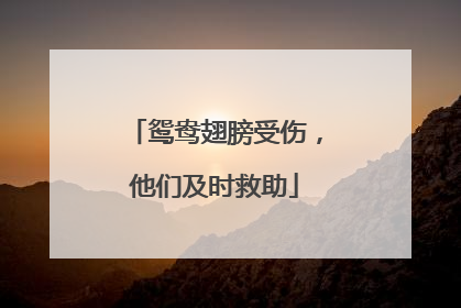 鸳鸯翅膀受伤，他们及时救助