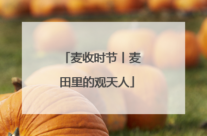麦收时节丨麦田里的观天人