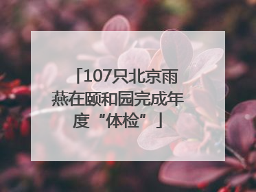 107只北京雨燕在颐和园完成年度“体检”