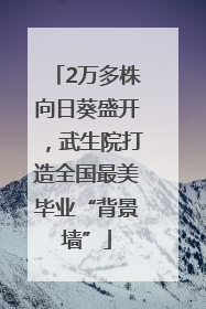 2万多株向日葵盛开，武生院打造全国最美毕业“背景墙”
